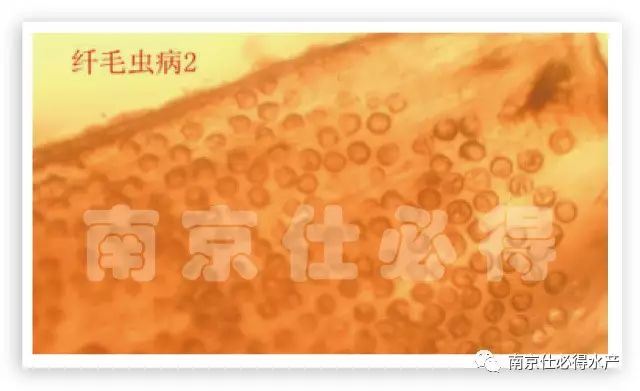 中國養殖基地 yzjidi.com