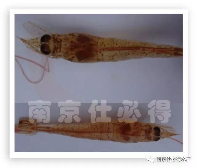 中國養殖基地 yzjidi.com