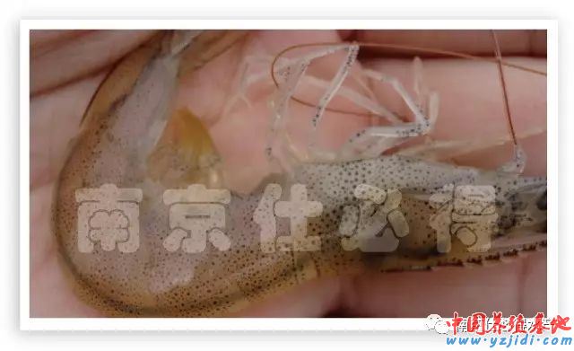 中國養殖基地 yzjidi.com