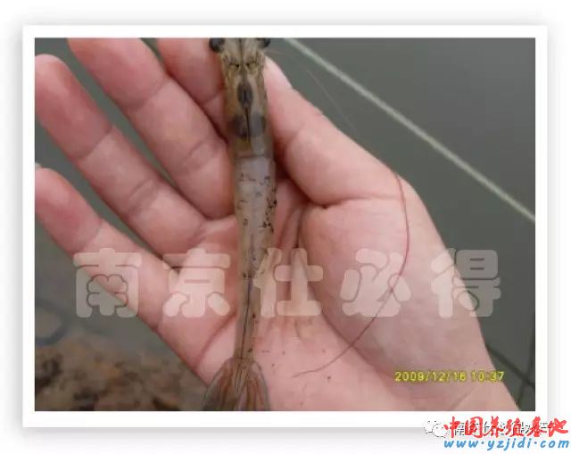 中國養殖基地 yzjidi.com
