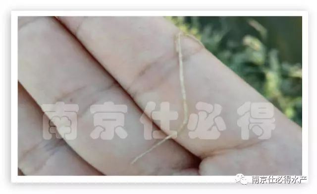 中國養殖基地 yzjidi.com