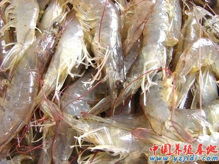 中國養殖基地 yzjidi.com