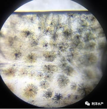 中國養殖基地 yzjidi.com