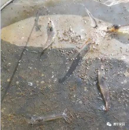 中國養殖基地 yzjidi.com