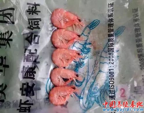 中國養殖基地 yzjidi.com