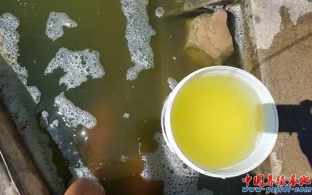 中國養殖基地 yzjidi.com