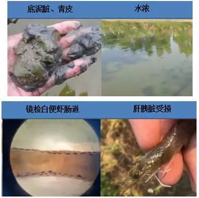 中國養殖基地 yzjidi.com