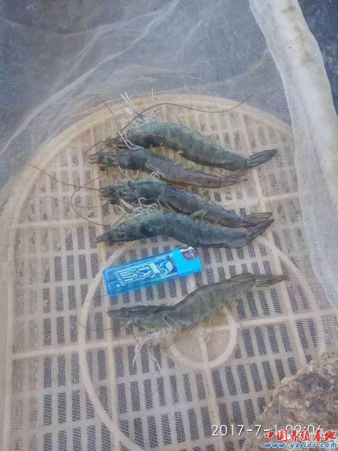 中國養殖基地 yzjidi.com