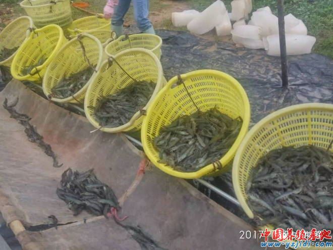 中國養殖基地 yzjidi.com