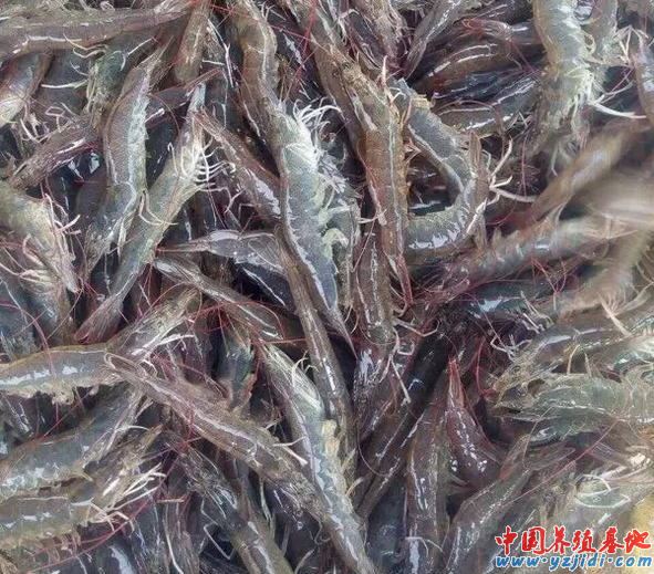 中國養殖基地 yzjidi.com