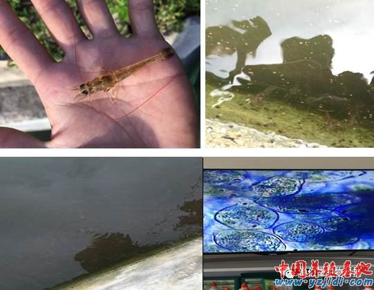 中國養殖基地 yzjidi.com