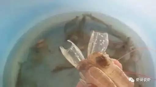 中國養殖基地 yzjidi.com