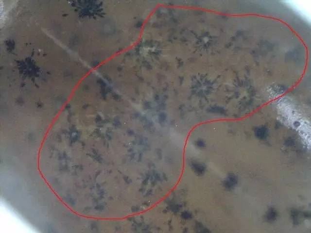 中國養殖基地 yzjidi.com