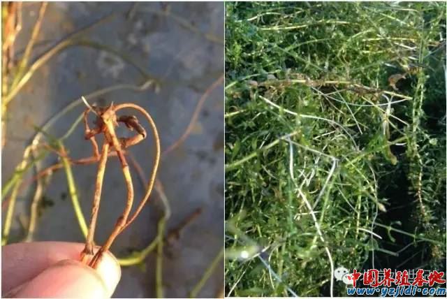 中國養殖基地 yzjidi.com