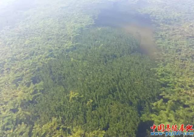中國養殖基地 yzjidi.com