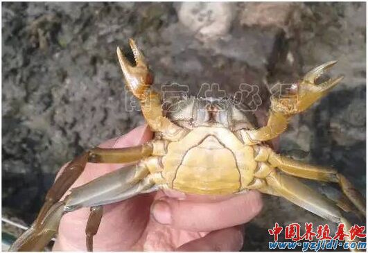 中國養殖基地 yzjidi.com