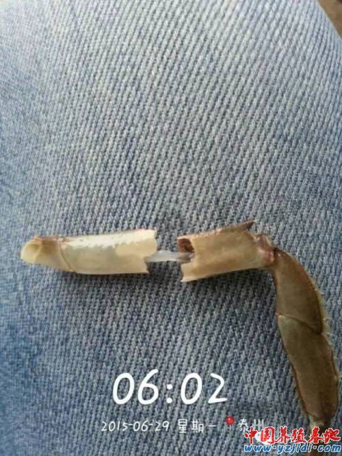 中國養殖基地 yzjidi.com