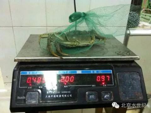 中國養殖基地 yzjidi.com