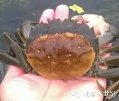 中國養殖基地 yzjidi.com