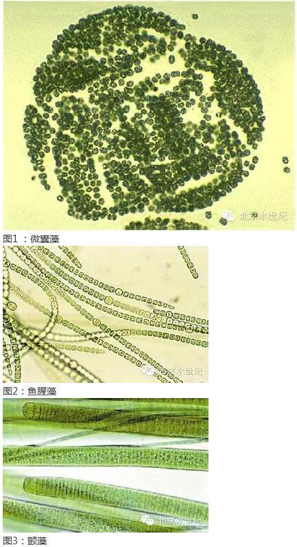 中國養殖基地 yzjidi.com