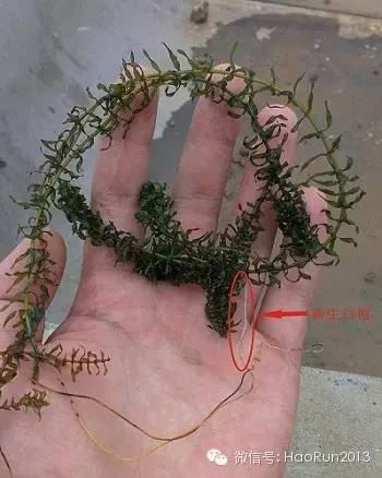 中國養殖基地 yzjidi.com