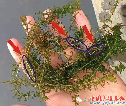 中國養殖基地 yzjidi.com