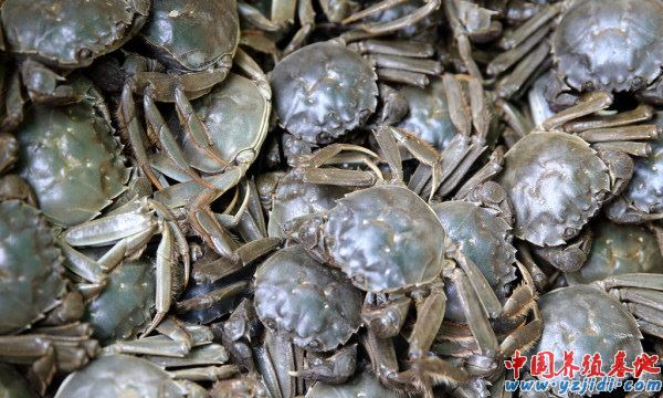 中國養殖基地 yzjidi.com