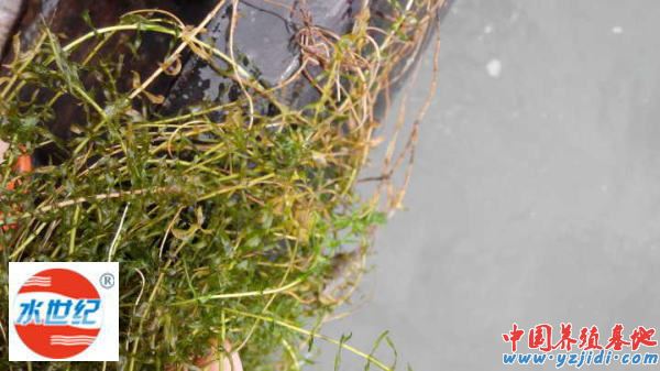 中國養殖基地 yzjidi.com