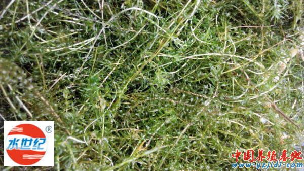 中國養殖基地 yzjidi.com