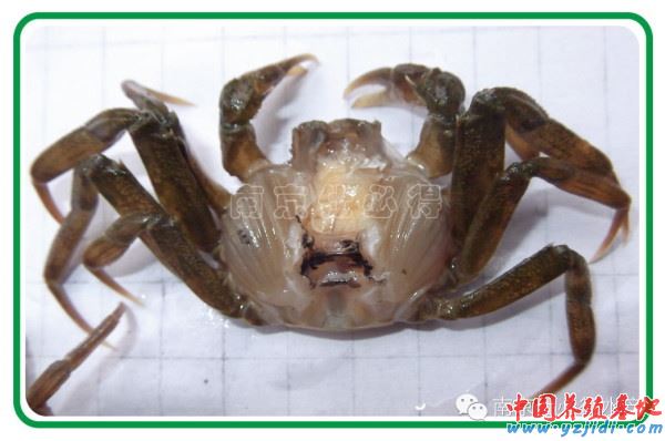 中國養殖基地 yzjidi.com