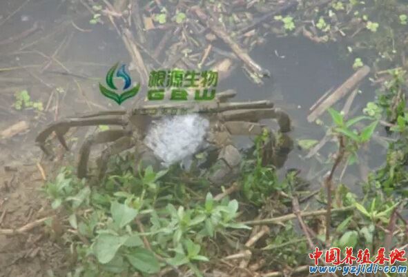 中國養殖基地 yzjidi.com