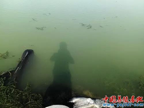 中國養殖基地 yzjidi.com