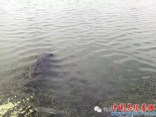 中國養殖基地 yzjidi.com