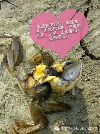 中國養殖基地 yzjidi.com