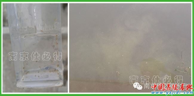 中國養殖基地 yzjidi.com