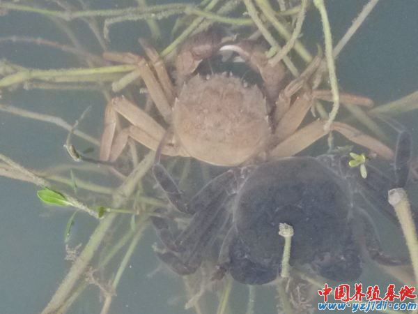 中國養殖基地 yzjidi.com