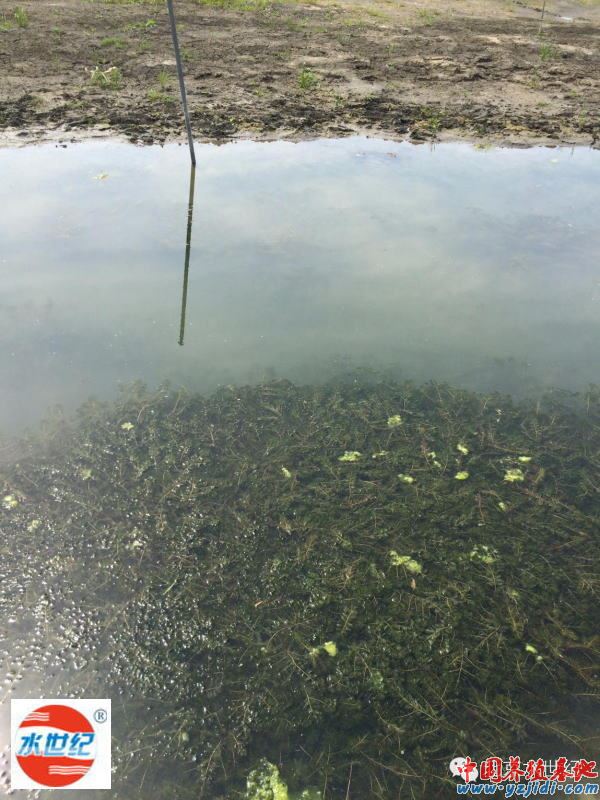 中國養殖基地 yzjidi.com