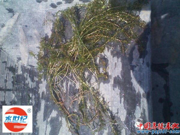 中國養殖基地 yzjidi.com