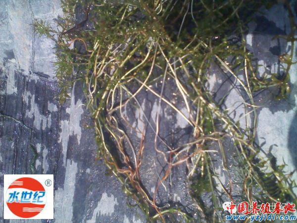 中國養殖基地 yzjidi.com