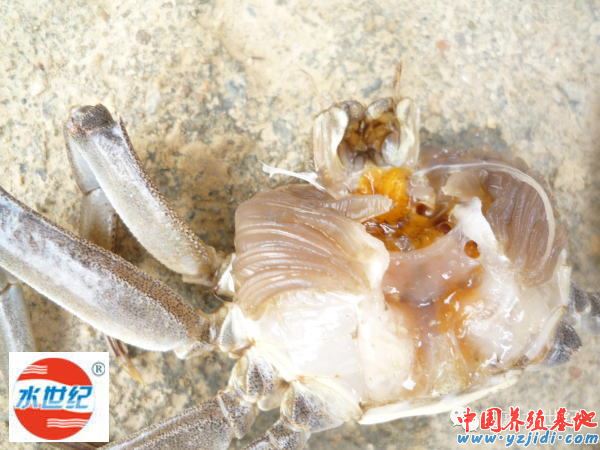 中國養殖基地 yzjidi.com