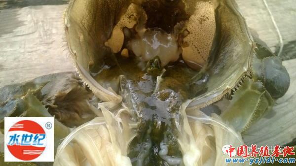 中國養殖基地 yzjidi.com