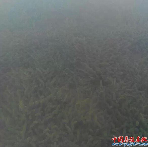 中國養殖基地 yzjidi.com