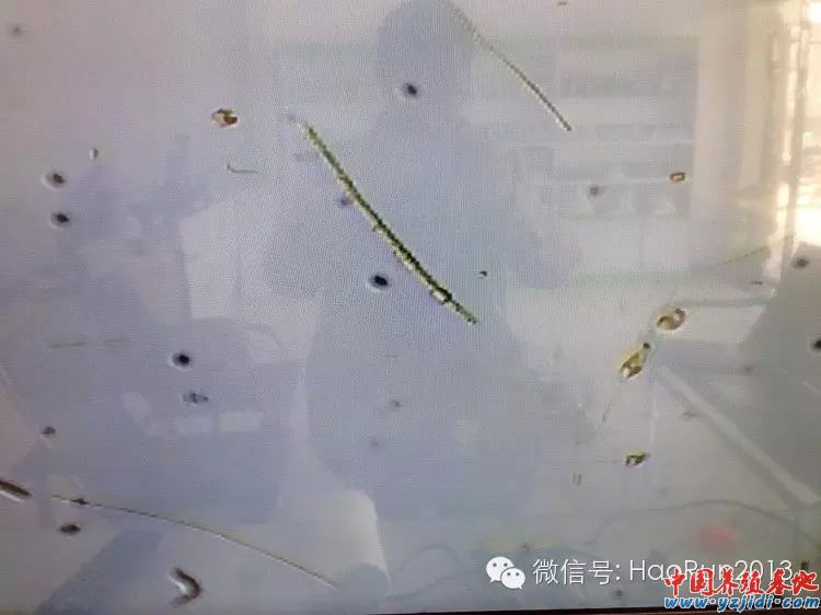 中國養殖基地 yzjidi.com