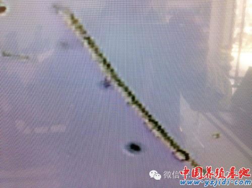 中國養殖基地 yzjidi.com