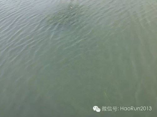中國養殖基地 yzjidi.com