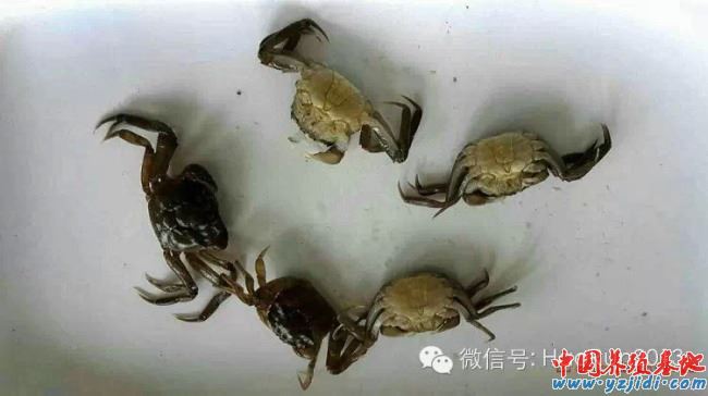中國養殖基地 yzjidi.com