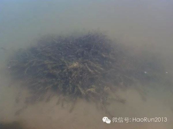 中國養殖基地 yzjidi.com