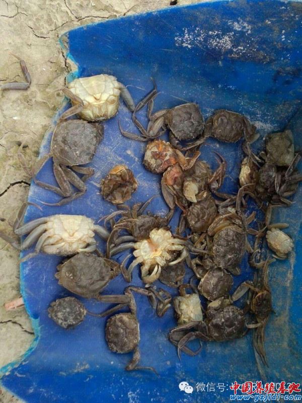 中國養殖基地 yzjidi.com
