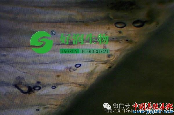 中國養殖基地 yzjidi.com