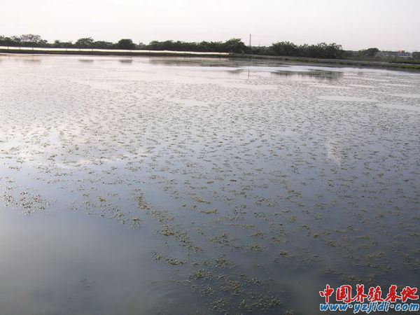 中國養殖基地 yzjidi.com